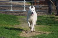 Wachhund der Rasse Polski Owczarek Podhalanski Niedersachsen - Schöppenstedt Vorschau