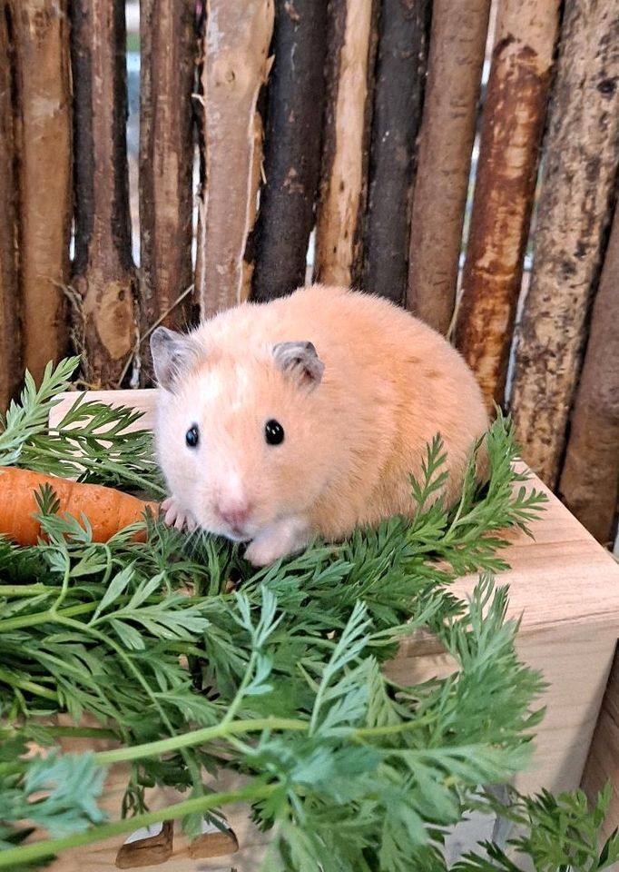 Goldhamster Hamsterladen Steinmann in Plettenberg