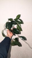Hoya carnosa | Wachsblume | Mamorblume | ganze Pflanze mit Topf Sachsen - Heidenau Vorschau