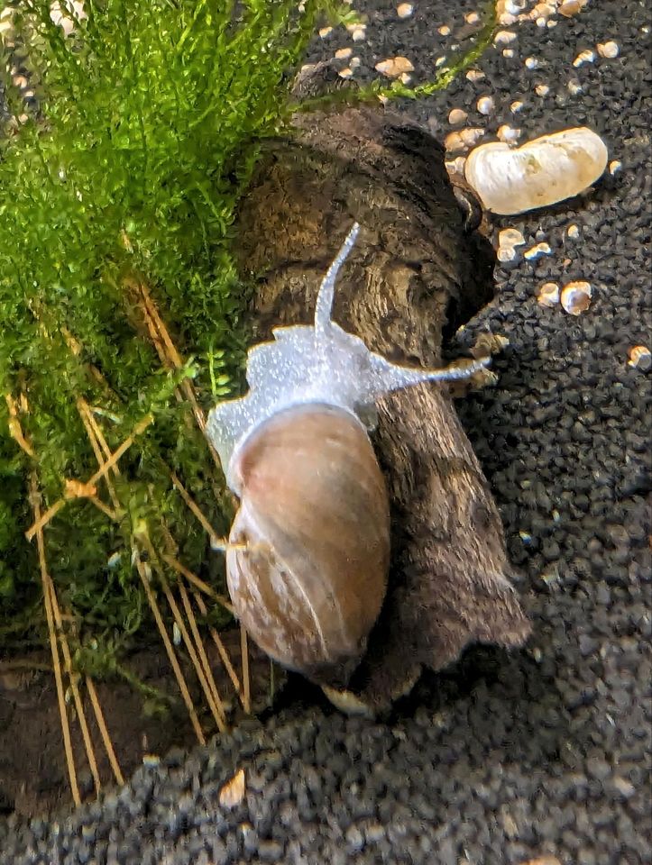 Welse, Schnecken, Garnelen in Schwerin