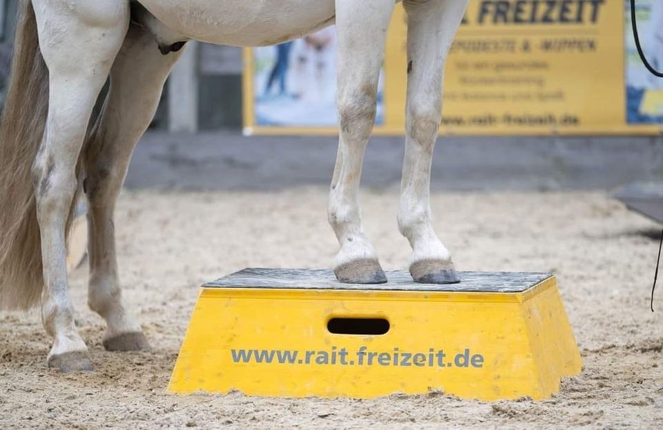 Pferdepodest Podest 4 Hufe Zirzensik Pferd in Argenbühl