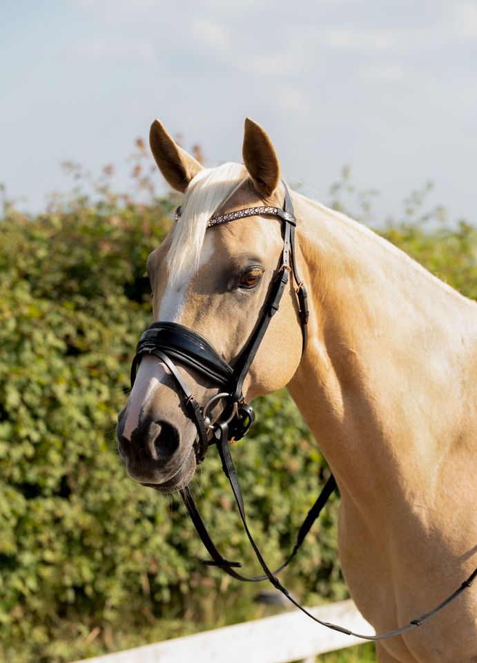 ROSé Goldene TRENSEN pony, vb/cob, wb/full €64,95 in Rehburg-Loccum