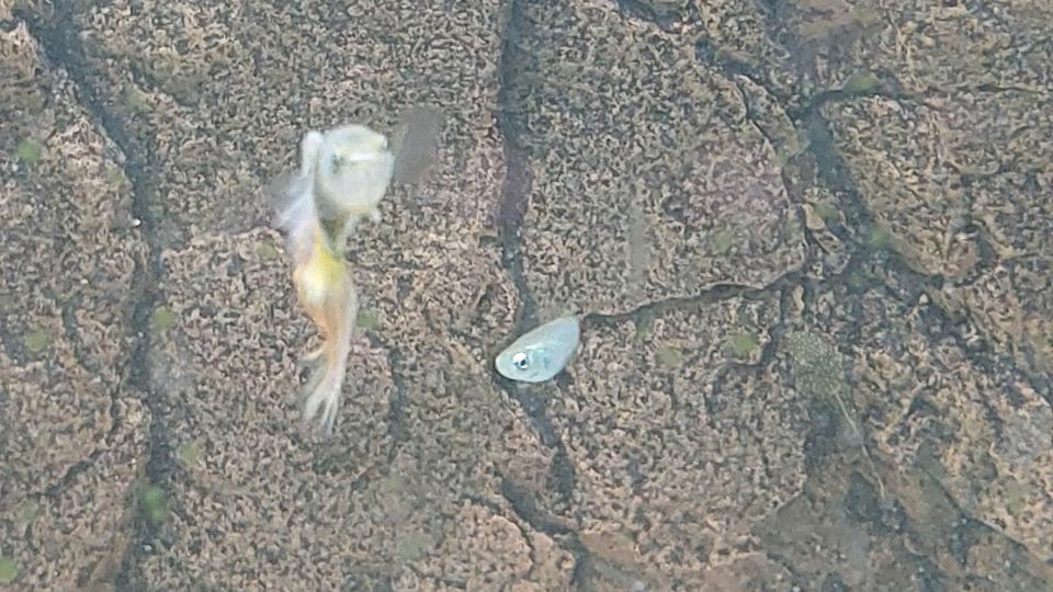 Ausverkauf: Guppy-Babys suchen neues Aquarium in Kehl