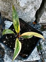 Philodendron Caramel Marble - M1/2 Hessen - Obertshausen Vorschau