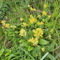 Schlüsselblumen Garten Pflanzen Nordrhein-Westfalen - Bad Oeynhausen Vorschau