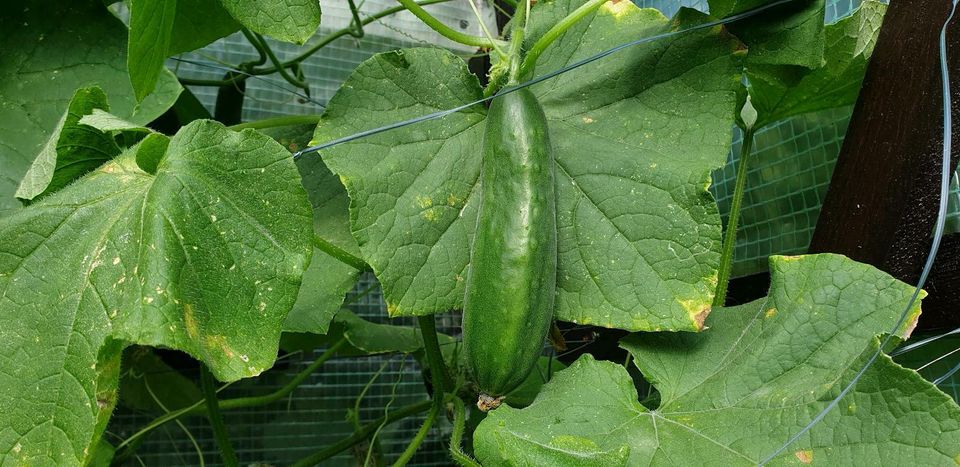 20 Samen Snack-Gurke "Picolino"  -  Mini-Snack-Gurke in Chemnitz