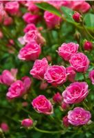 Bodendeckerrose, pink, 50-80 cm, robust Niedersachsen - Rinteln Vorschau