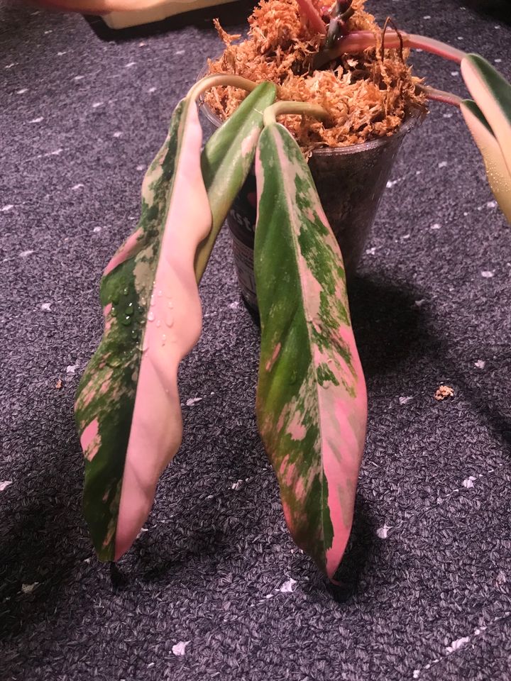 Philodendron Caramel Marble pink Variegata. ( Kein tc) in Berlin