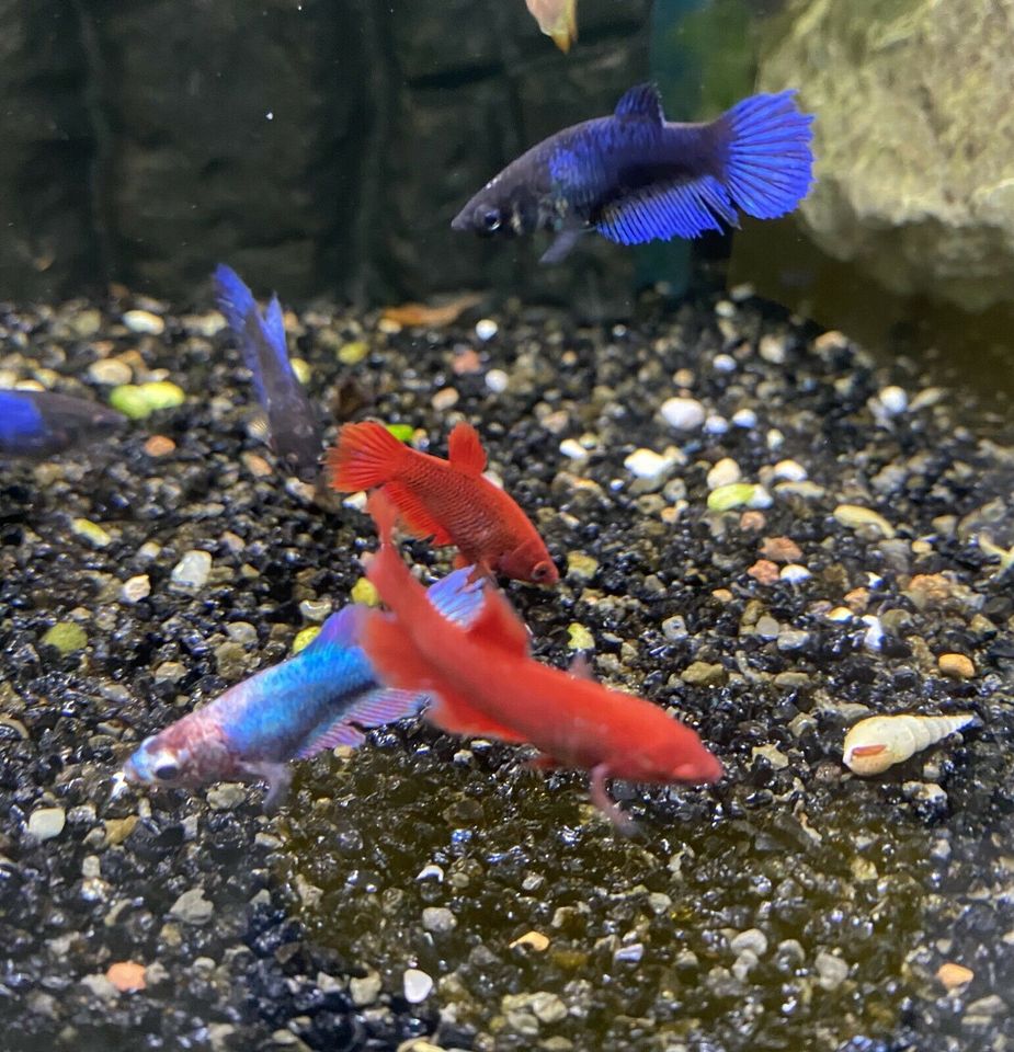 Weibl. Kampffische, Betta splendens, Fische in Mönchengladbach