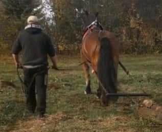 Holzrücker, Holzrücken mit Pferden ,Holzrückung mit Pferd in Spremberg