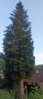 Baum Brennholz zu verschenken Niedersachsen - Hilter am Teutoburger Wald Vorschau