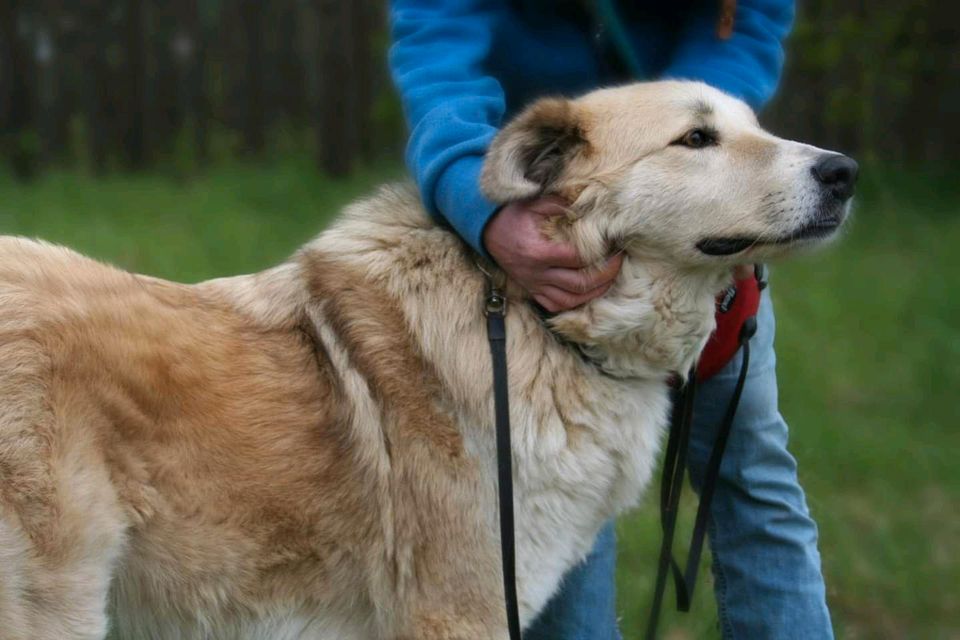 Heidi sucht ein XL Körbchen in Salzwedel