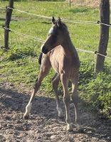 Deutsches Reitpony Hengstfohlen Niedersachsen - Suhlendorf Vorschau