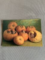 Postkarte: Anne Geddes Baby Kürbis Herbst Hamburg-Mitte - Hamburg St. Georg Vorschau