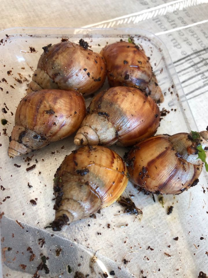 Achatschnecken in Bad Arolsen