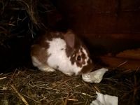 Löwenkopf Hase Rampler Thüringen - Oechsen Vorschau