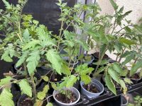Tomaten Pflanzen verschiedene Sorten 1,50€ Baden-Württemberg - Ilvesheim Vorschau