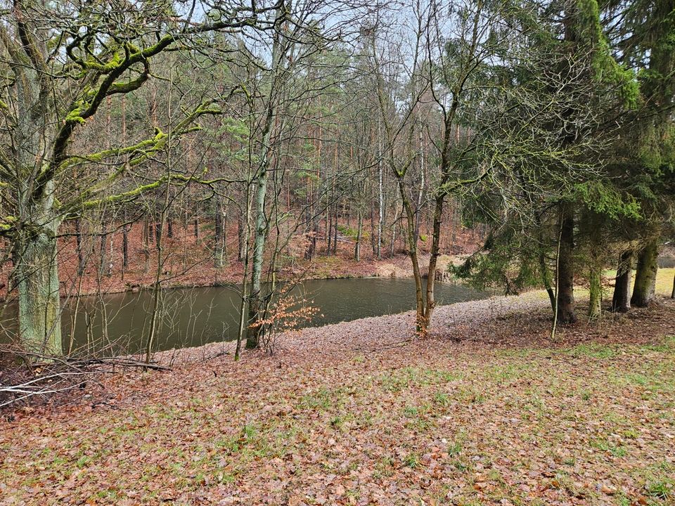 Idyllisch gelegenes Wald- und Teichgrundstück bei Leuchtenberg zu verkaufen in Leuchtenberg