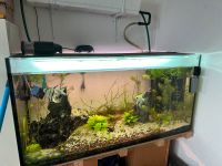 Aquarium 250 Liter Essen - Essen-Ruhrhalbinsel Vorschau