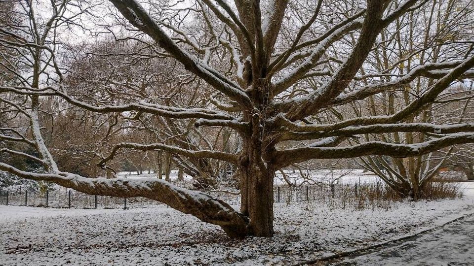 Baumpflege/Baumfällung/Baumschnitt/Obstbaumschnitt/Baumkontrolle in Friedland