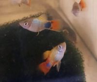 3 Stück Platy"Blue Butterfly Micky Mouse" Thüringen - Greiz Vorschau