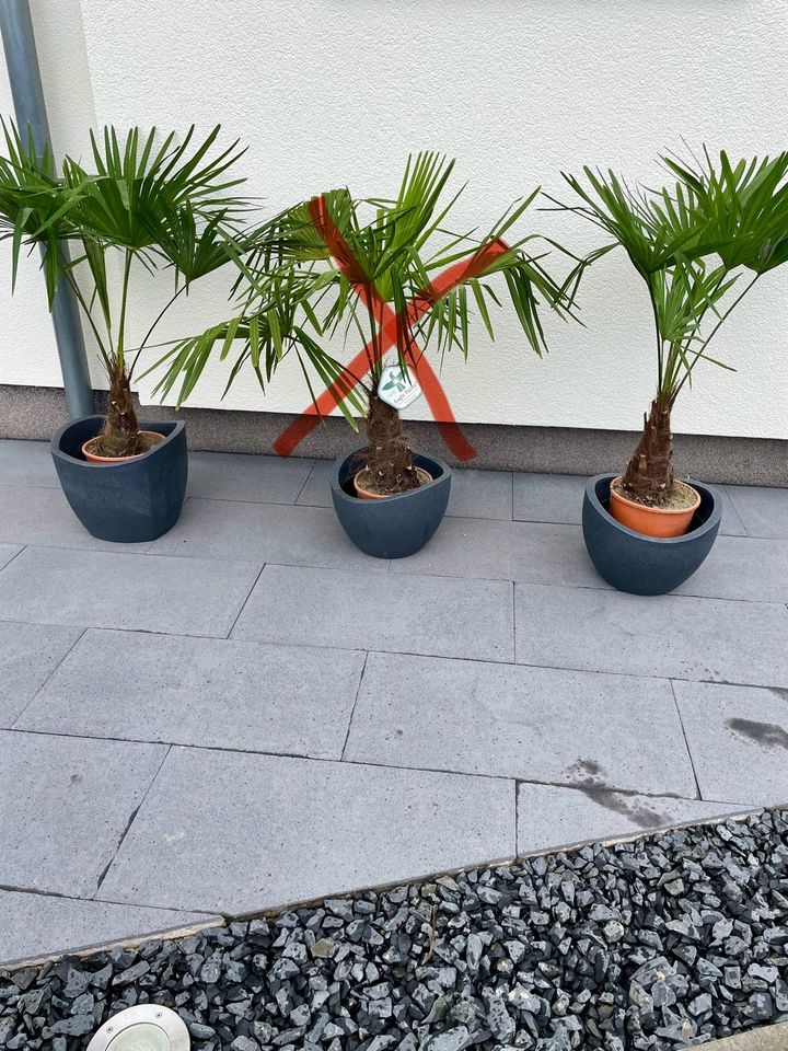 Palmen Trachycarpus fortunei Winterhart in Meckenheim