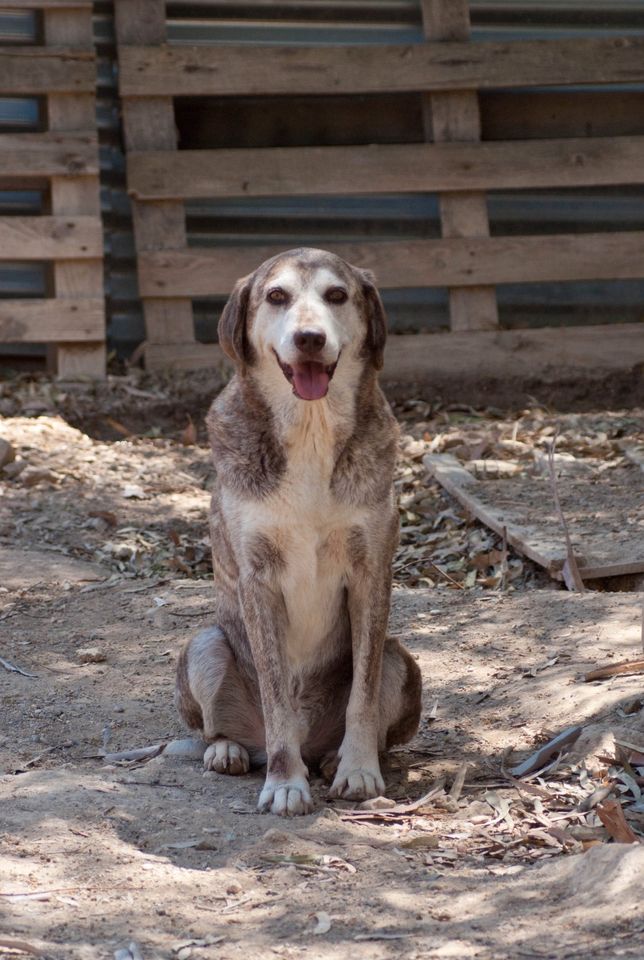 Unkomplizierter und ruhiger Traumhund Ligios in Bad Lauchstädt