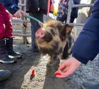 Kune Kune Eber kinderlieb Nordrhein-Westfalen - Nörvenich Vorschau