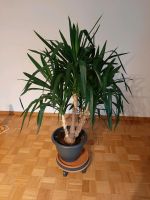 Yucca Palme, Zimmerpflanze 110cm Düsseldorf - Eller Vorschau