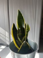 Sansevieria Luftfilter Nordrhein-Westfalen - Gangelt Vorschau