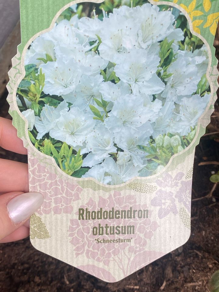 Rhododendron zu verkaufen! in Stuttgart