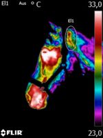 Pferdethermografie Thermografie Pferd Hund Osteopathie Münster (Westfalen) - Roxel Vorschau