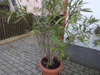 Oleander Kübelpflanzen Thüringen - Ziegelheim Vorschau