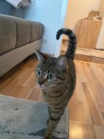 Katze sucht neues Zuhause Hannover - Ricklingen Vorschau