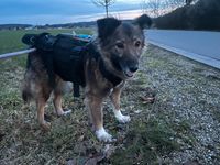 Becky eine ganz liebe ruhige Omihündin Bayern - Hahnbach Vorschau