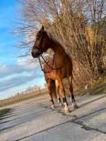 Ich suche eine reitbeteiligung Sachsen - Geringswalde Vorschau