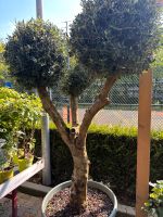Olivenbaum für den Haus-Garten, inkl Lieferung Düsseldorf - Bilk Vorschau
