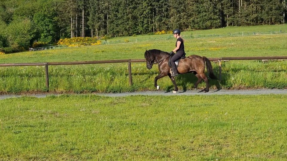 Islandpferd, Wallach, Isländer, 5 Gängig in Wilnsdorf