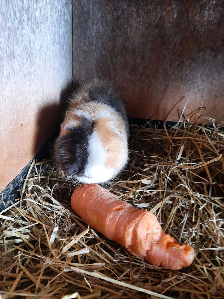 US Teddy Meerschweinchen Bock in Osteel