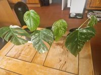 Monstera Variegata 3x Nordrhein-Westfalen - Emsdetten Vorschau