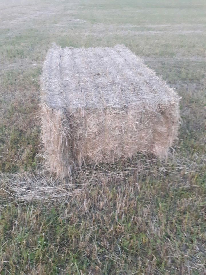 Heu, Quaderballen in Florstadt