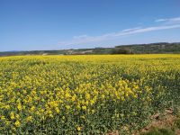 Raps Körnerraps Rheinland-Pfalz - Nieder-Hilbersheim Vorschau