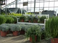 Kräuter bei grünwaren: Rosmarin, Eukalyptus Lavendel, ... Nordrhein-Westfalen - Goch Vorschau