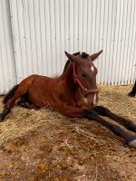 Lusitano Jährling der besonderen Art mit vollem Papier Bayern - Heinersreuth Vorschau