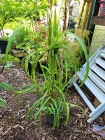 Chinaschilf Riesenschilf Miscanthus x giganteus Schilf Nordrhein-Westfalen - Recklinghausen Vorschau