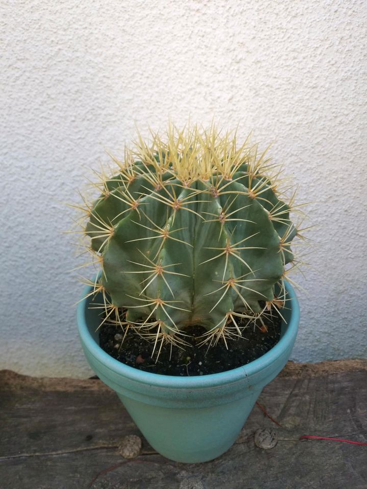 Kaktus Ferocactus glaucescens mit Topf in Borna