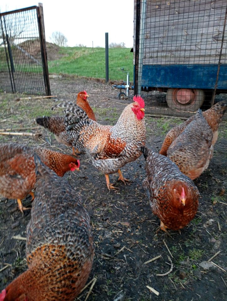 Bruteier Bielefelder Kennhuhn Großrasse in Dessau-Roßlau