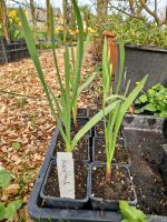 Knoblauch für den hiesigen Anbau, "hardneck" Schleswig-Holstein - Neuenbrook Vorschau