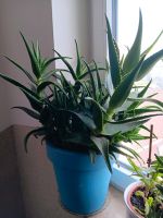 Pflanze von Aloe Familie Bayern - Neu Ulm Vorschau