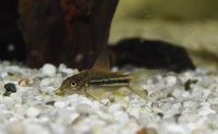 Corydoras napoensis Hessen - Langen (Hessen) Vorschau